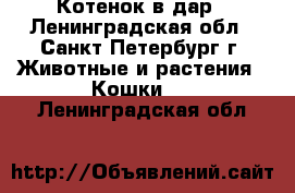 Котенок в дар - Ленинградская обл., Санкт-Петербург г. Животные и растения » Кошки   . Ленинградская обл.